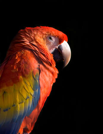 Colorful Parrot against black background