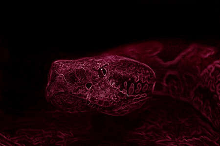 rattle snake with red filterの写真素材