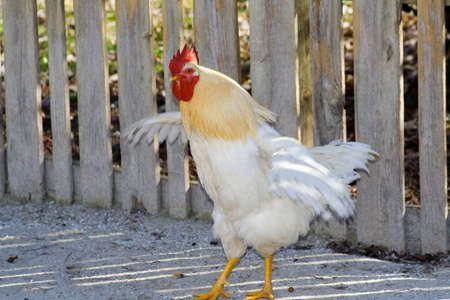 Rooster in his glory