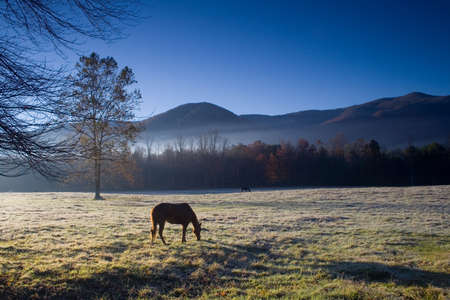 morning scene with fog over pasture and horses at Cades Coveの写真素材