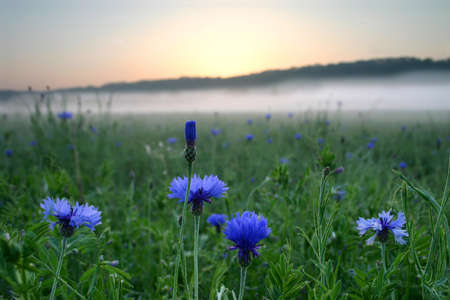 flowers against the sunrise in open field with fogの写真素材