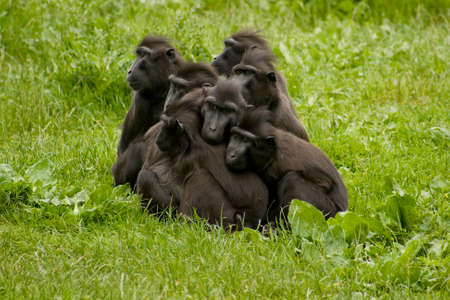 baboons all in a huddleの写真素材