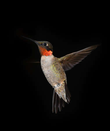 A hummingbird flys around a feeder in September in South Mississippi. の写真素材