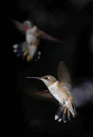 Hummingbirds swarm around a feeder in South Mississippi. の写真素材