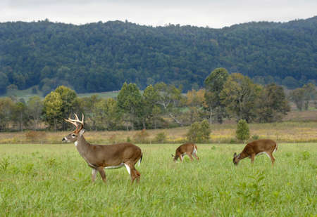 Deer graze in a field at Cades Cove in the Great Smokey Mountains National Parkの写真素材