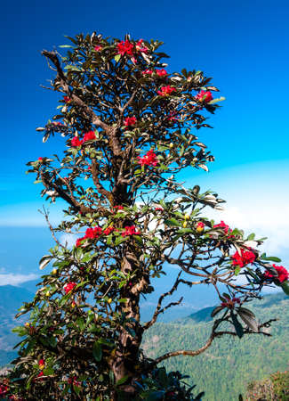 Red Rhododendronの写真素材