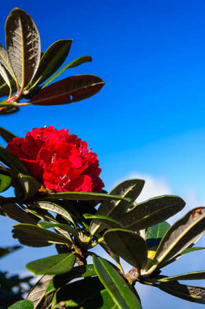 Red Rhododendronの写真素材