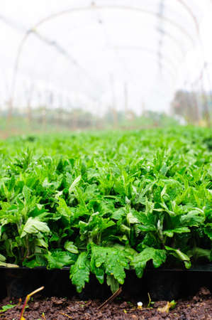 young plant in the nurseryの写真素材