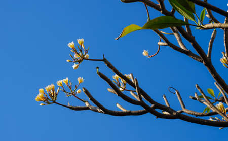 Frangipani flower or Leelawadee flowerの写真素材
