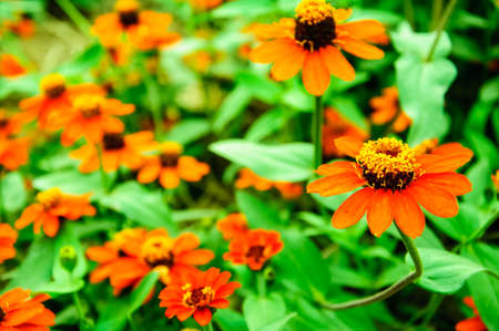 Orange flowers in the garden at Thailand.