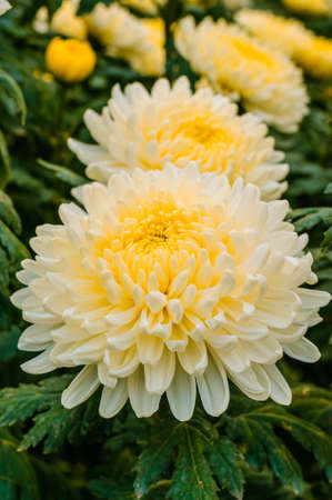 flowers in greden @ Chiang Mai Thailand 