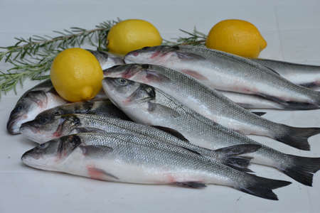 European seabass