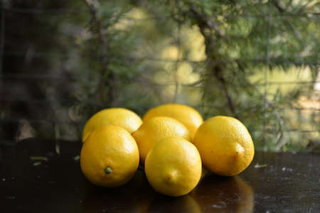 lemonの写真素材