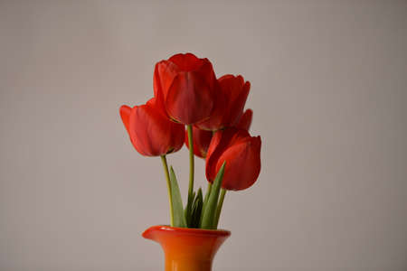 tulip 4の写真素材