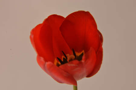 tulip 7の写真素材
