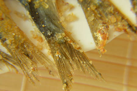 Salted anchovy, fishtailの写真素材