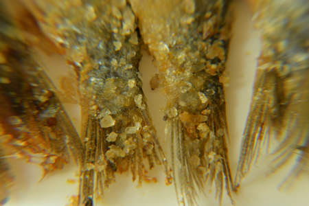 Anchovy, fishtailの写真素材