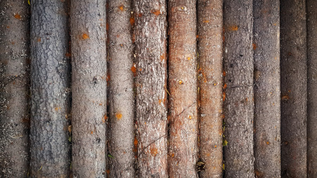Wood log background textured pattern plank wall.の写真素材