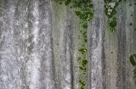 Grunge outdoor concrete or cement wall with green moss texture.の写真素材