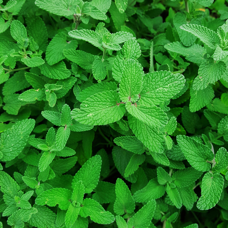 Green pepper mint leaves in garden backgroundの写真素材