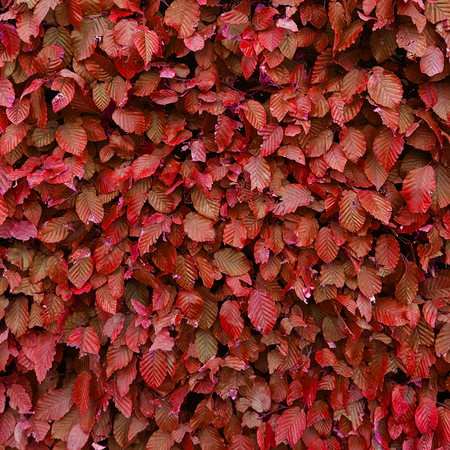 Red autumn leaves on a wall, for backgroundの写真素材