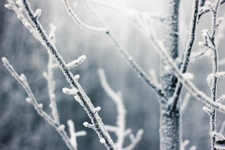 Snow-covered branches of the yves. Frost on the trees. The hoarfrost on branches in winter scenery.の写真素材