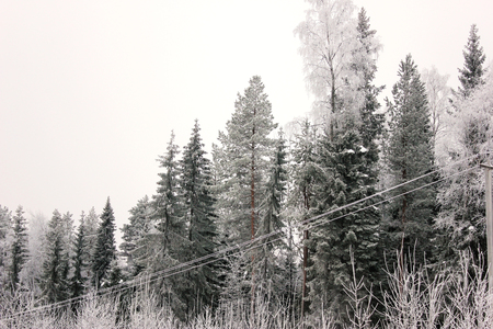 Snowy fir trees in winter forest. Winter landscape. Frosrty dayの写真素材