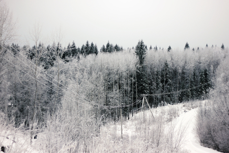 Winter landscape. Frosrty day. Winter snow fir tree forest viewの写真素材