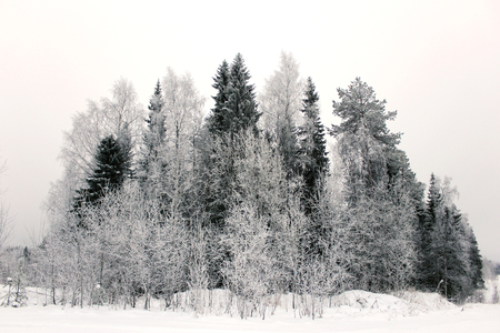 Snowy fir trees in winter forest. Winter landscape. Frosrty dayの写真素材