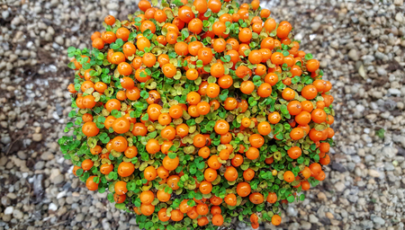 Orange Nertera granadensis coral bead plant, pin cushion, coral moss or English baby tears flowersの写真素材