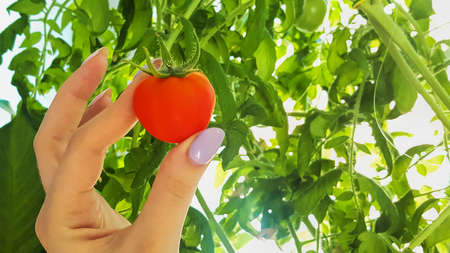 Female finger hold small red tomato. Freshly picked tomatoの写真素材