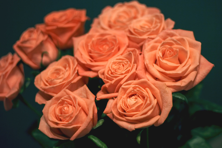 Fresh garden pink roses bouquet close up backgroundの写真素材