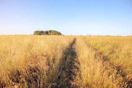 Yellow dry grass in the field, blue sky, autumn landscape, background.の写真素材
