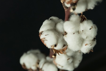 A branch of beautiful soft cotton flowers on a dark background, isolated, closeup.