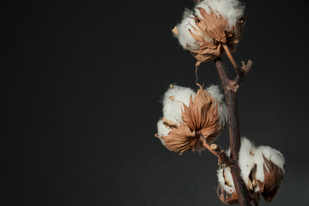 A branch of beautiful soft cotton flowers on a dark background, isolated, closeup.の写真素材