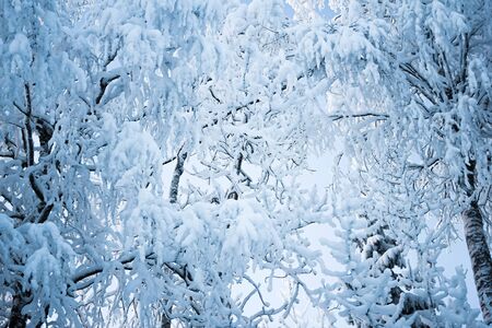 Beautiful winter tree and branches covered snow.の写真素材