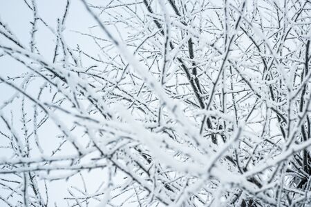 Frozen tree branches and bushes covered in snow on a sunny winter Christmas morning, on a sky backgroundの写真素材