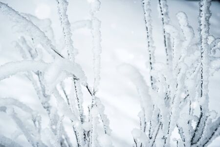 Frozen tree branches and bushes covered in snow on a sunny winter Christmas morning, on a snowy backgroundの写真素材