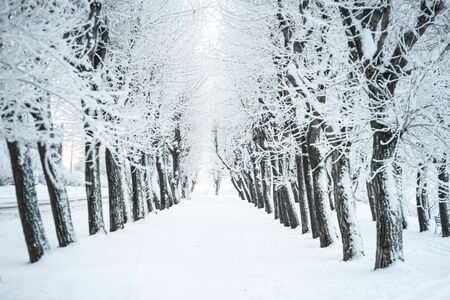 Trees with snow in winter park, alley in snowy morning.