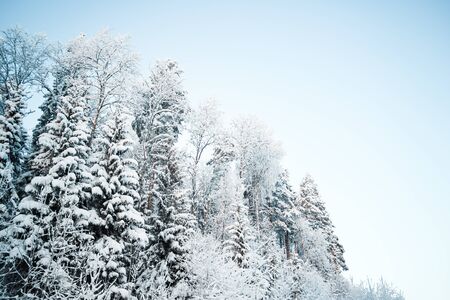 Beautiful winter landscape, forest trees, pines and firs covered with snow against the skyの写真素材
