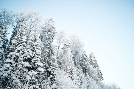 Beautiful winter landscape, forest trees, pines and firs covered with snow against the sky