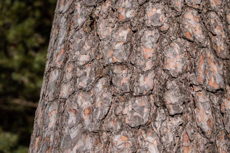 Pine tree bark texture close up with dragonfly.の写真素材