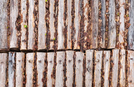 Wooden logs lie vertically on the ground in one row, side view or frome above. Perspective view of peeled logs, texture, background.の写真素材