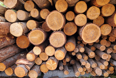 A closeup shot of wood logs stacked in a pile, pine logs of various sizes, background textureの写真素材