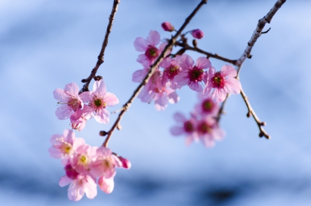 Beautiful pink Himalayan cherry blooming (Prunus cerasoides flower) in the forest, blue background.の写真素材