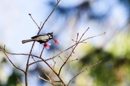 Black- capped Chickadee à¹hold wild Himalayan cherry in beakの写真素材