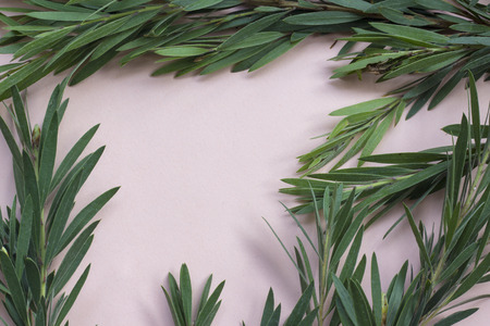 Tropical plants on pastel pink backgroundの写真素材