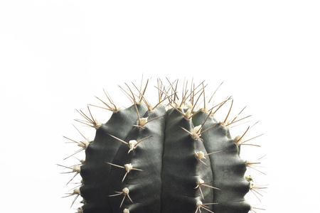 Minimal cactus on white backgroundの写真素材