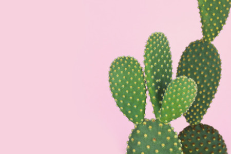 Green cactus with yellow polka dot pattern on pastel pink backgroundの写真素材