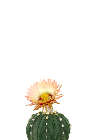 Yellow cactus flower bloomingの写真素材